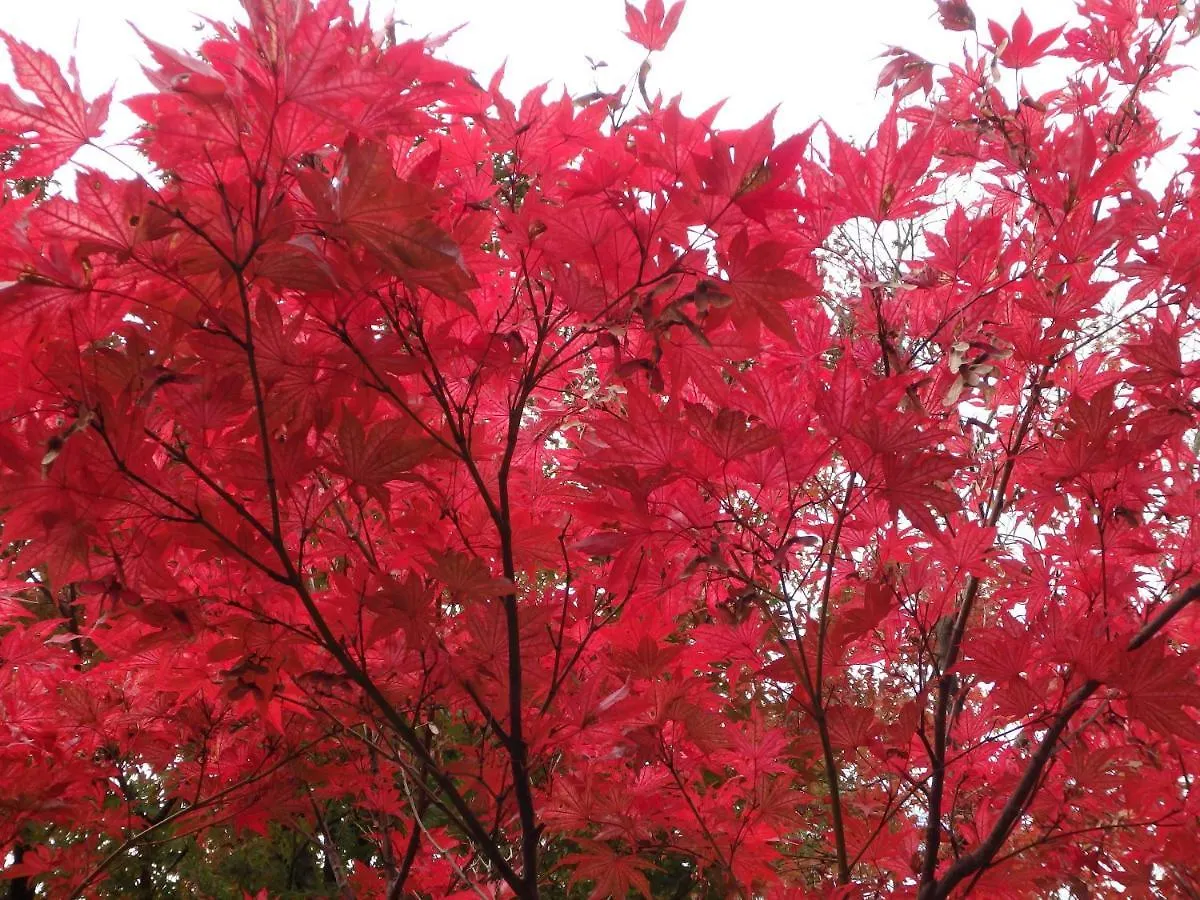 京の宿 西大路 Familie Kyoto 0*,  Japan