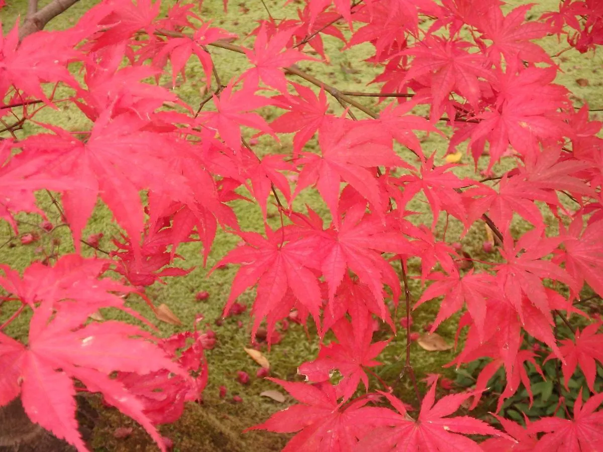 Guest house 京の宿 西大路 Familie Kyoto Japan
